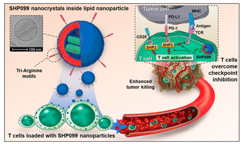 تقویت سلول‌درمانی به کمک بارگذاری سلول‌های T در نانو بلورهای مهارکننده‌ی SHP2